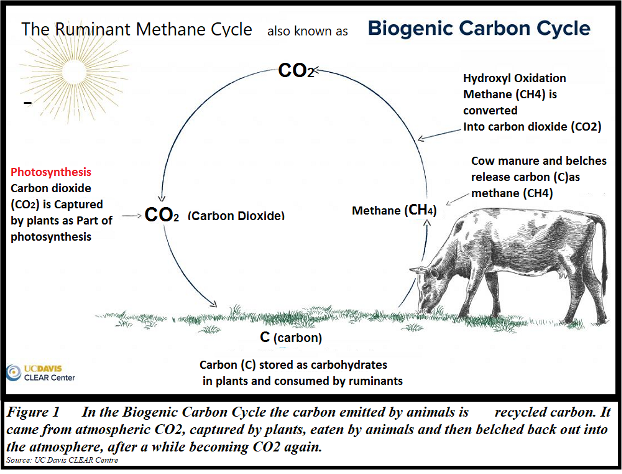 BiogenicCarbonCycle.png